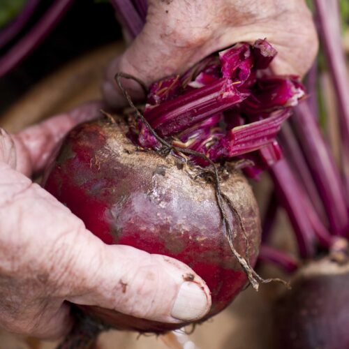 How to grow beetroot Beetroot
